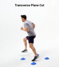 transverse plane cut